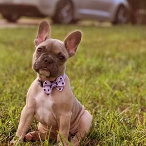 Meet your Posher, Jesus